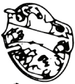 Scatola Di Comando Inferiore (Euro 5746268-01 Scatola Di Comando Inferiore (Euro 5746268-01