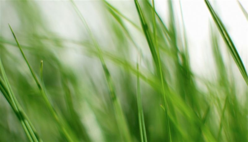 Klippo Champion Rasaerba