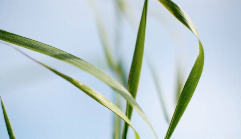 Klippo Pro 21 SH Classic Rasaerba