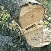 Husqvarna 530iP4 Potatori ad asta Husqvarna 530iP4 Potatori ad asta